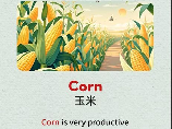 玉米英文怎么说，玉米的英文表达方式