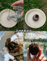 育苗块：现代园艺的小秘密