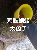 鸡吃了蜈蚣为什么变凶