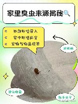 臭虫怎么来的，臭虫的起源与传播